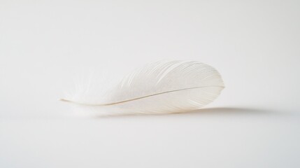 Wall Mural - A delicate white feather resting on a light background, showcasing its softness and texture.