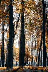 Poster - Autumn forest scene with tall trees and golden leaves, sunlight filtering through the foliage