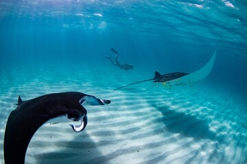 Diver swimming with manta rays in clear blue ocean water.