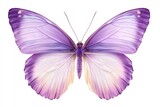 Soft violet butterfly insect invertebrate illustration.