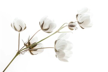 Canvas Print - A bouquet of white flowers sits atop a table, awaiting use or display