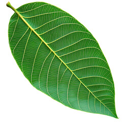 Close-up of a vibrant green leaf with visible veins and detailed texture, isolated on a white background, showcasing nature's beauty and precision.