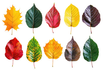 Collection of ten colorful autumn leaves with various shapes and vibrant colors, isolated on white background, perfect for seasonal and nature themes.