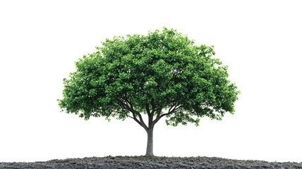 Vibrant green tree standing alone on rocky ground, isolated with a transparent background, perfect for various design projects and backgrounds.