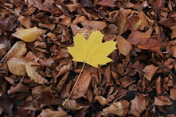 Yellow leaf among brown autumn leaves