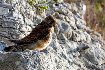 Sticker - Bird of prey perched on rocky terrain