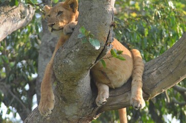 Poster - Lion cub resting on a tree branch in the wild