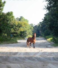 Canvas Print - Wild horse on a sandy path amidst greenery.