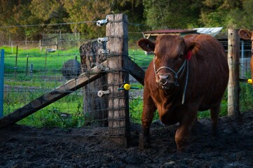 Sticker - Brown cow standing near a wooden fence in a muddy farm field with grass and trees in the background.