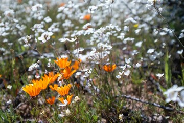 Canvas Print - Scenic view of a field of wild flowers in South Africa