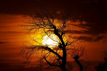 Wall Mural - Silhouette of a Leafless Tree Against an Orange Winter Sunset: A Beautiful Contrast