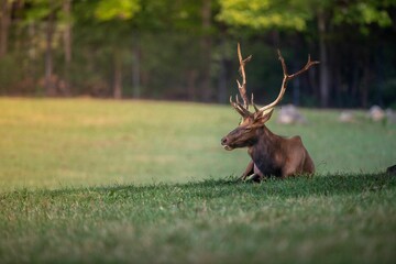 Poster - Majestic stag resting in a serene forest setting