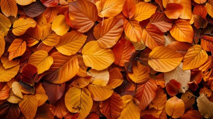 Wall Mural - Autumn leaves pattern background top view