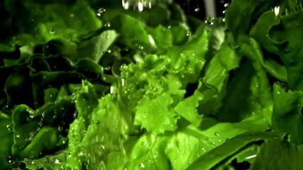 Wall Mural - Fresh lettuce with a splash of water. Filmed on a high-speed camera at 1000 fps. High quality FullHD footage