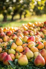 A pile of fresh pear closeup view on lawn in orchard with trees