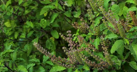 Wall Mural - Closeup footage of the holy basil plant (Ocimum tenuiflorum) in the garden during daytime