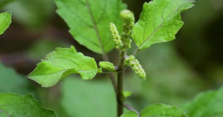 Wall Mural - Closeup footage of the holy basil plant (Ocimum tenuiflorum) in the garden during daytime