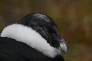 Canvas Print - Close-up of an Andean condor