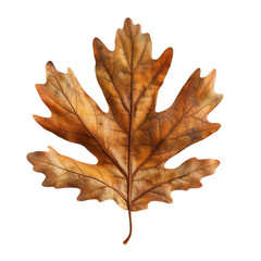 Brown oak leaf on transparent background.