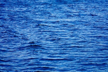 Wall Mural - Blue ocean water with gentle waves.