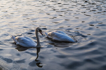 Wall Mural - Two swans swimming gracefully in a calm lake at sunset with reflections on the water surface