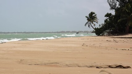 Wall Mural - Empty sandy beach with palm trees and sea waves in the background, on a sunny day