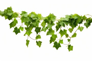 Wall Mural - Ivy vines plant leaf on the white background.