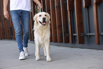 Wall Mural - Owner walking with cute Golden Retriever dog outdoors, closeup. Space for text