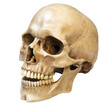 © Jan - Human skull side view, angled perspective, transparent background