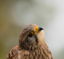 Wall Mural - Close-up of a kestrel