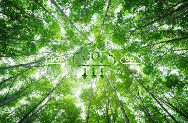Wall Mural - natural carbon capture solution. green trees in forest as carbon sink. sustainable ecosystems. clima