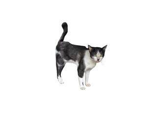 Cute black and white cat with yellow eyes isolated on white background