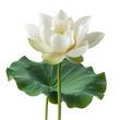 © jirayut - A lotus flower on a transparent background