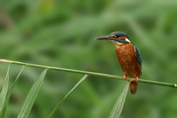 Wall Mural - Kingfisher bird perched on a reed