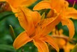 © Wirestock - Vibrant orange daylilies in full bloom