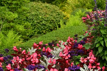 Wall Mural - Colorful flower garden in full bloom