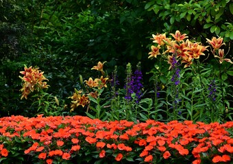 Wall Mural - Colorful garden with diverse flowers and green foliage.