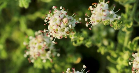 Poster - Selective focus footage of cressa cretica flowering plants in the garden, on a sunny day