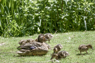 Wall Mural - female mallard duck with her family of cute ducklings