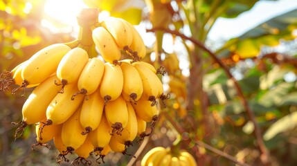 Vibrant bunch of ripe yellow bananas cascading from a lush green banana tree in sunlight