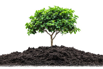 Green tree in soil isolated on transparent background. symbolizing growth, nature, and environmental sustainability.