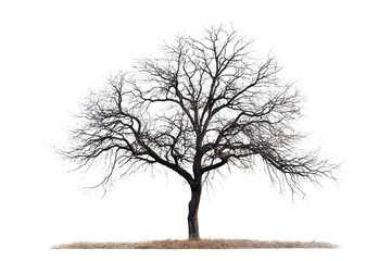 leafless tree with intricate branches captured in a serene winter scene, showcasing nature's beauty 