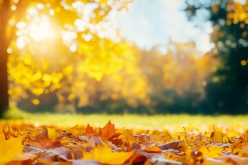 sunny autumn park background with copy space center