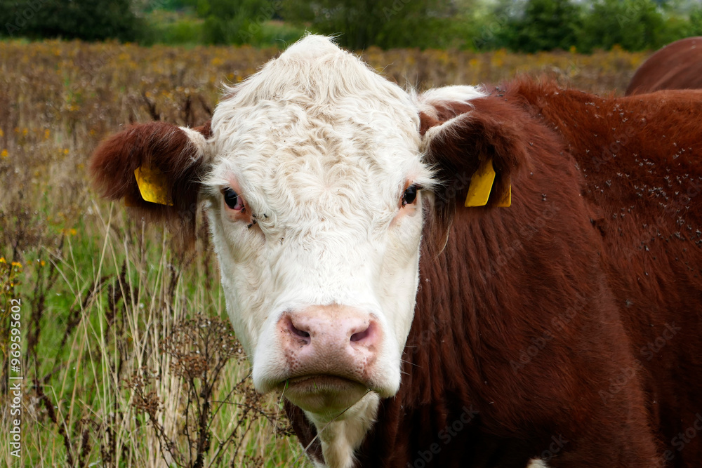 The portrait of a friendly hereford cow. She is brown with a white head ...