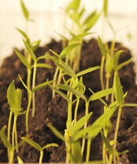 Seed shoots of sweet bell pepper with the first cotyledon leaves.