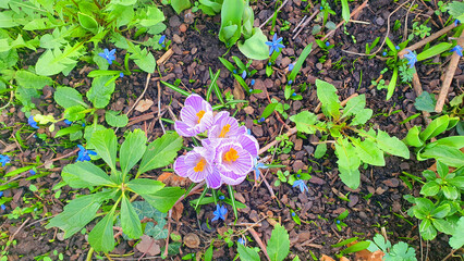 Purple first flowers snowdrops in green spring garden with grass.