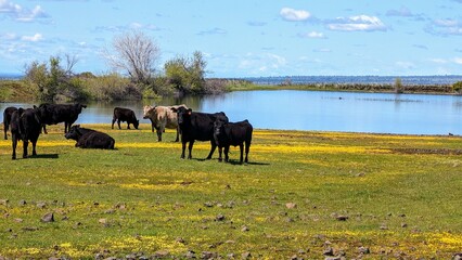 cows in the field