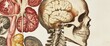 © JP STUDIO LAB - A scientific collage of vintage anatomy engravings, showing detailed human organs and skeletal structures