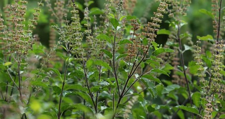 Wall Mural - Closeup footage of the light wind moving the holy basil plants in the garden during daytime