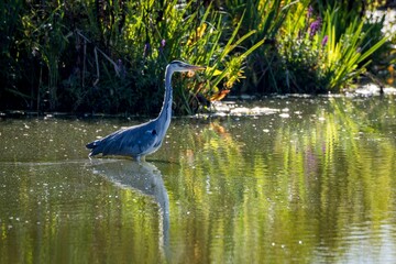 Canvas Print - Grey heron standing in a tranquil pond with lush greenery, searching for food